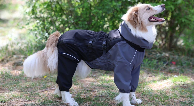 Chongxiaotan Dog Rain Jacket—A Versatile Protective Shield for Outdoor Adventures